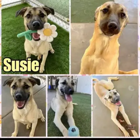 Susie photo 2