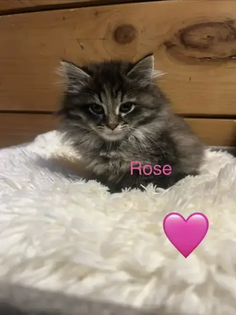 8 Kittens photo 2