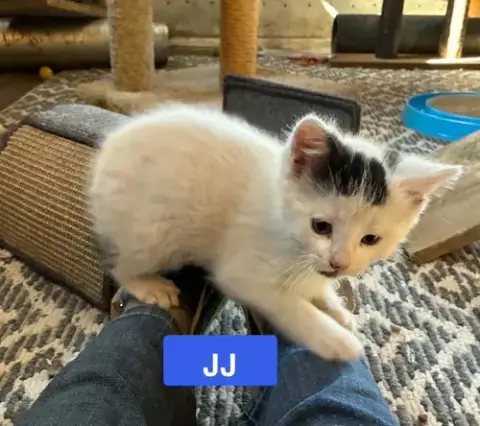 Jj