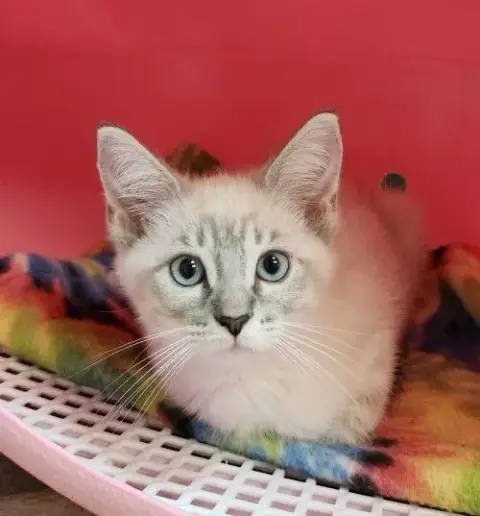 Kitten 27750