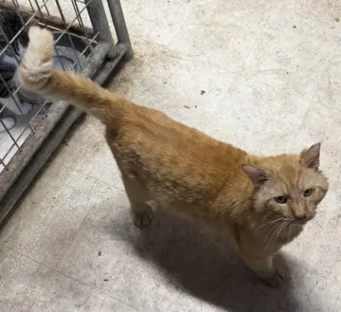 Ferdinand  Fiv