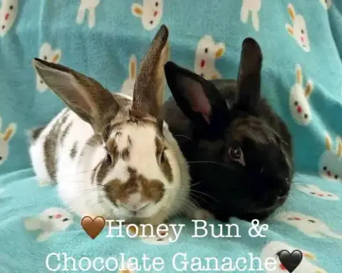 Honey Bun
