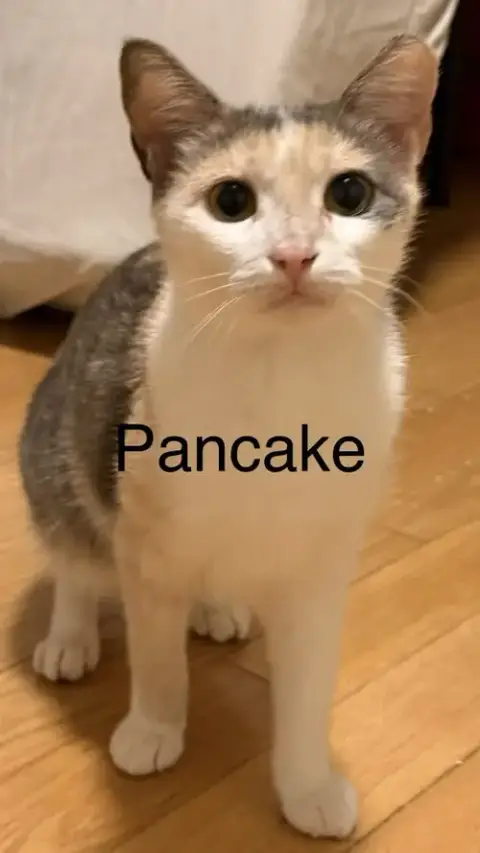 Pancake photo 2