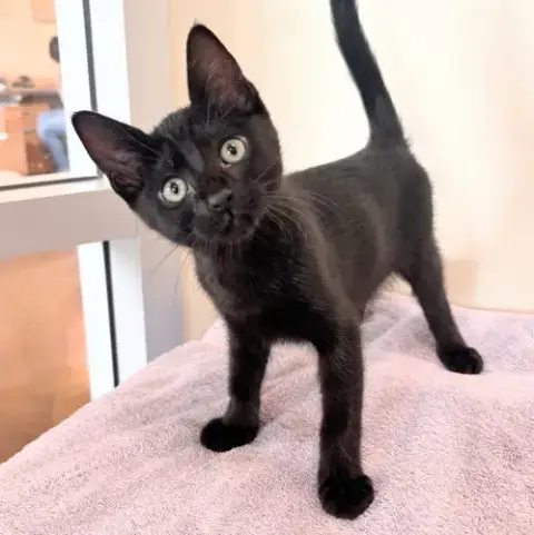 Kittens Available! photo 3