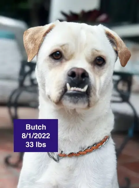 Butch 2026 photo 4