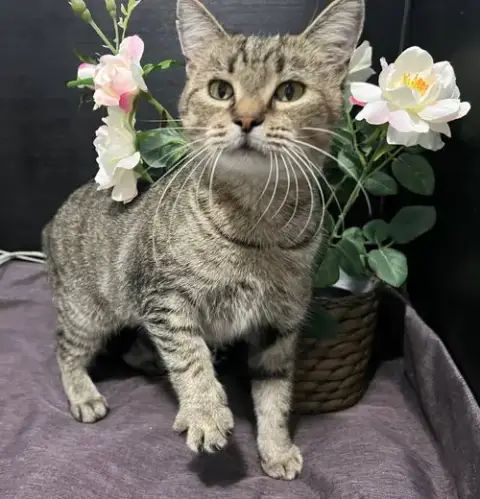 Adoption-Read First photo 2