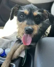 Millie photo 3