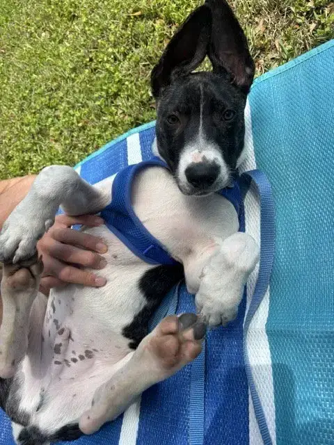 Neo Doglando Training Camp