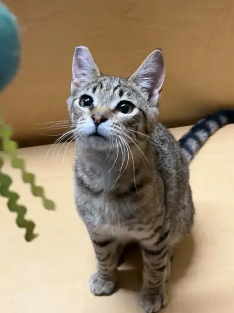 Mordecai