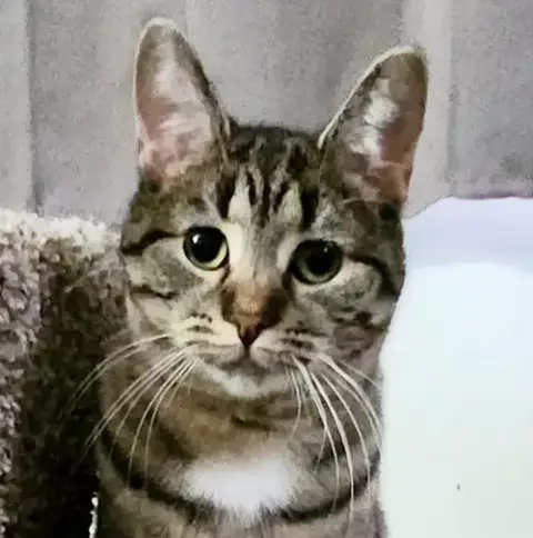 Rascal