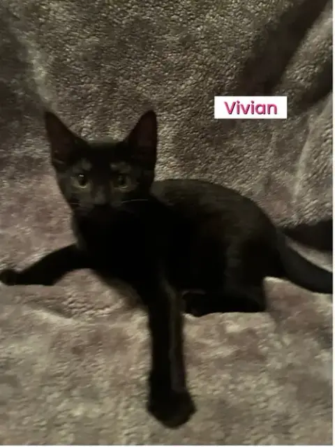 Kittens photo 3