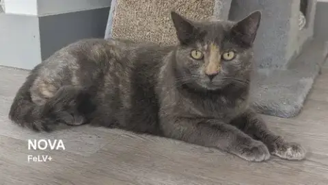 Nova