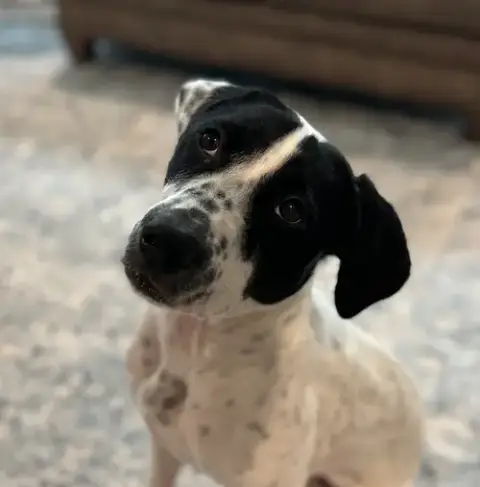 Dottie *Urgent Foster/Adopter Needed! photo 5