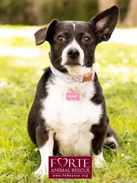 Peanut photo 3