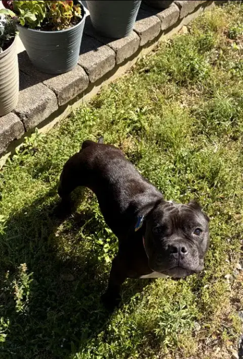 Gertie photo 3