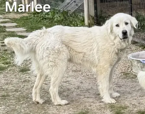 Marlee photo 2