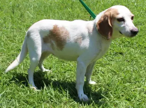 Macy 43772 photo 3