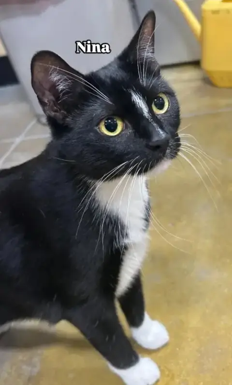 Nina