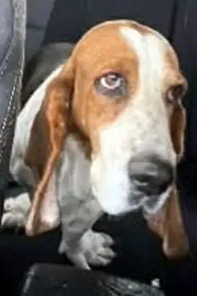 Dixie photo 3