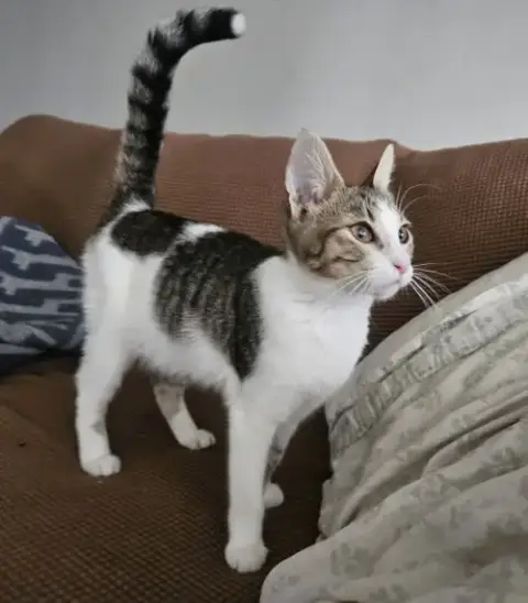 Stringbean