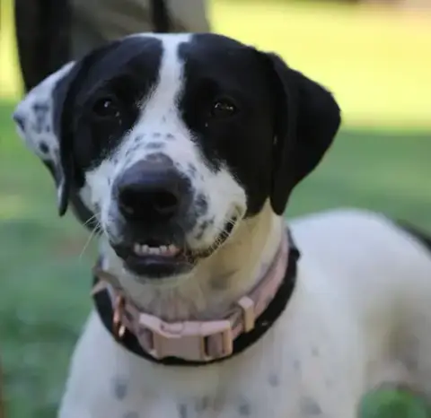 Dottie *Urgent Foster/Adopter Needed! photo 2