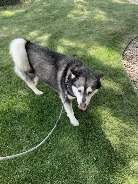 Benson