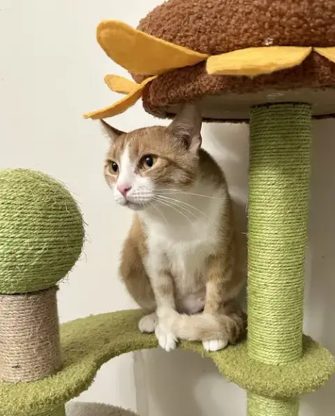 Orange Kitties photo 2