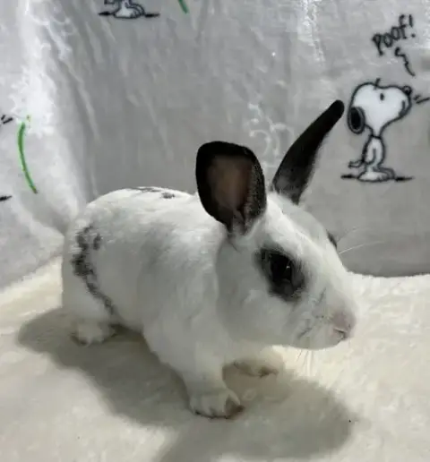 Elliot