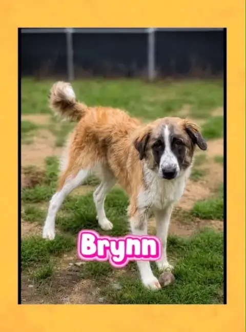 Brynn