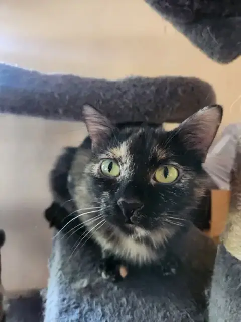 Mocha