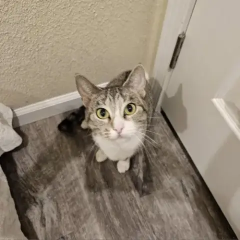 Hippo-Cat-Tamus