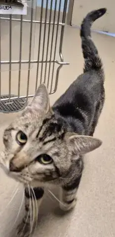 Wiley