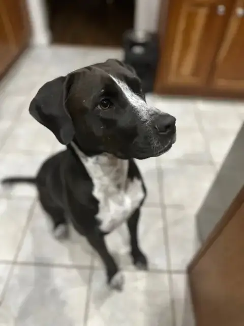 Nyra
