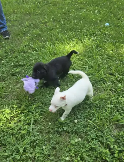 Lenny- Sidekick Material photo 5