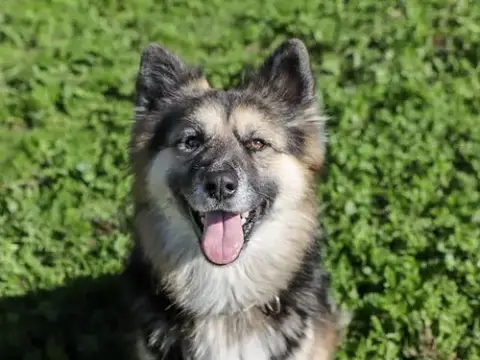 Chula