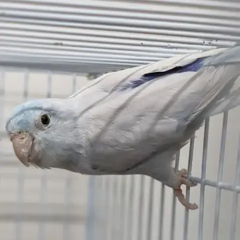 Zeus photo 4