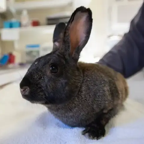 Felix photo 4