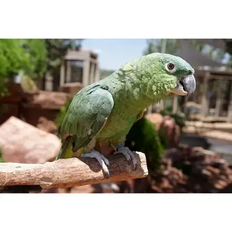 Paco