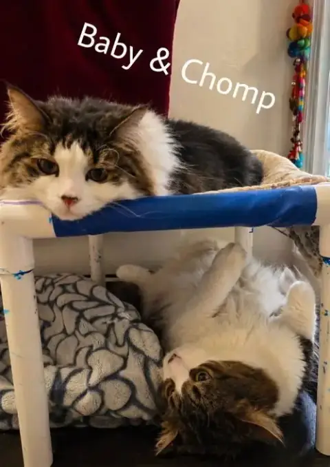 Chomp & Baby photo 4