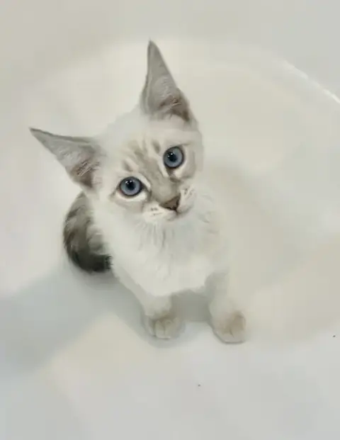 Bambino