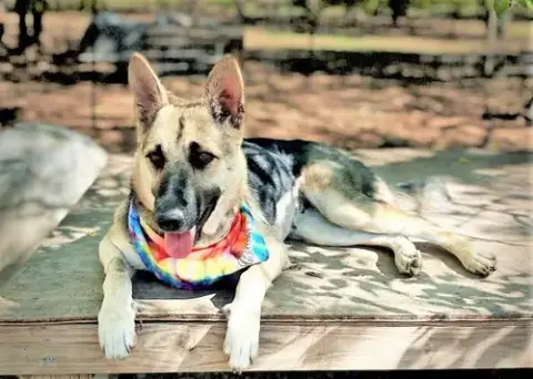 Sheba photo 3