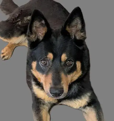 Tika