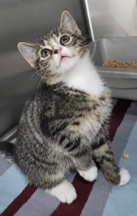 Kitten Bolo photo 3