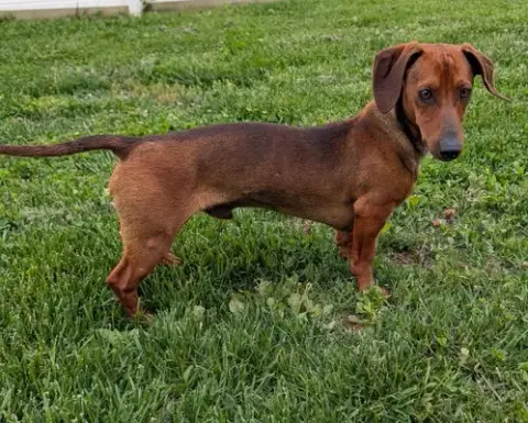 Hugo In Nc photo 3