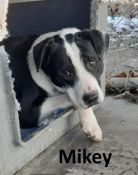 Mikey photo 3