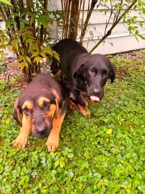 Pr Paws photo 2