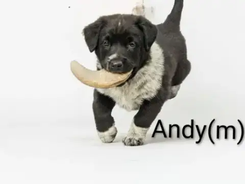 Andy