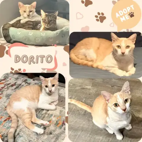 Dorito photo 2