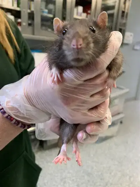 Benny