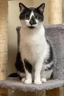 Biscuit Catio photo 3
